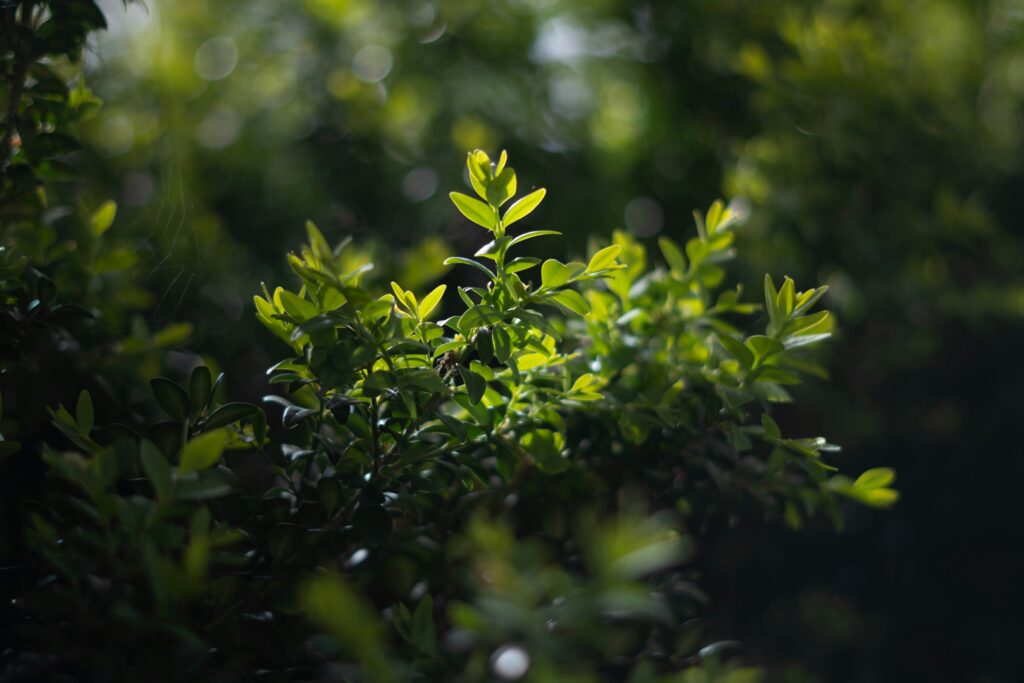 kyle-bushnell-Zi3Pt6lW1eo-unsplash